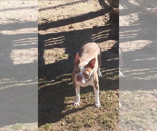 Medium Photo #6 Boston Terrier Breeder Profile in HOWELL, NJ, USA