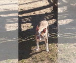 Small Photo #6 Boston Terrier Breeder Profile in HOWELL, NJ, USA