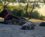 Small Photo #3 Cane Corso Breeder Profile in BANGS, TX, USA