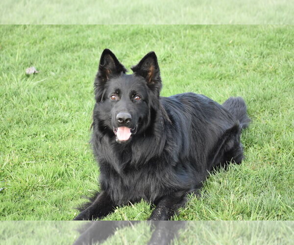 Medium Photo #3 German Shepherd Dog Breeder Profile in FORT PLAIN, NY, USA