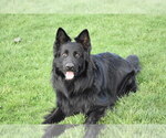 Small Photo #3 German Shepherd Dog Breeder Profile in FORT PLAIN, NY, USA
