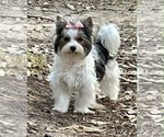 Small Photo #7 Yorkshire Terrier Breeder Profile in KEITHVILLE, LA, USA