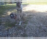 Small Photo #7 Anatolian Shepherd Breeder Profile in CUMBY, TX, USA