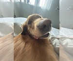 Small Photo #5 Golden Retriever Breeder Profile in SHINGLE SPRINGS, CA, USA