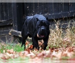 Small Photo #3 Cane Corso Breeder Profile in BEAVERDAM, VA, USA