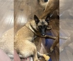 Small Photo #5 Belgian Malinois Breeder Profile in ATHENS, AL, USA