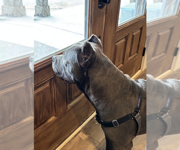 Medium Photo #2 Cane Corso Breeder Profile in REEVESVILLE, SC, USA