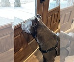 Small Photo #2 Cane Corso Breeder Profile in REEVESVILLE, SC, USA