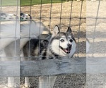 Small Photo #2 Pomsky Breeder Profile in VENUS, PA, USA