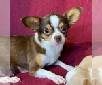 Small Photo #2 Chihuahua Breeder Profile in SALINA, KS, USA