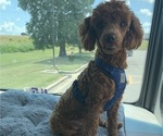 Small Photo #1 Poodle (Toy) Breeder Profile in EUDORA, KS, USA