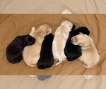 Small Photo #4 Labrador Retriever Breeder Profile in BROWNS VALLEY, CA, USA