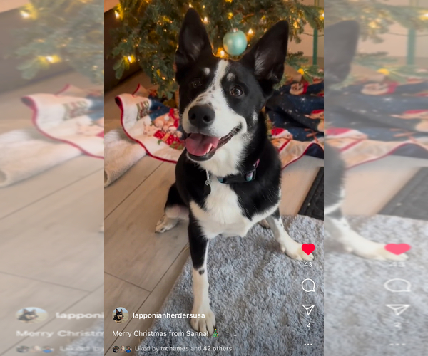 Medium Photo #2 Finnish Lapphund Breeder Profile in BOCA RATON, FL, USA