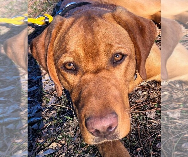 Medium Photo #5 Labrador Retriever Breeder Profile in BLUFF DALE, TX, USA