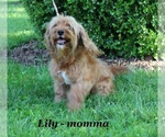 Small Photo #4 Cavapoo Breeder Profile in CLARKRANGE, TN, USA