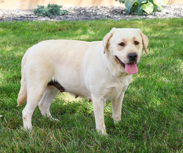 Medium Photo #1 Labrador Retriever Breeder Profile in SYRACUSE, IN, USA