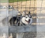 Small Photo #2 Pomsky Breeder Profile in VENUS, PA, USA