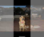 Small Photo #2 Golden Retriever Breeder Profile in VALLEJO, CA, USA