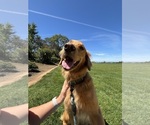 Small Photo #2 Golden Retriever Breeder Profile in SHINGLE SPRINGS, CA, USA