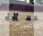 Small Photo #2 French Bulldog Breeder Profile in BURBANK, CA, USA