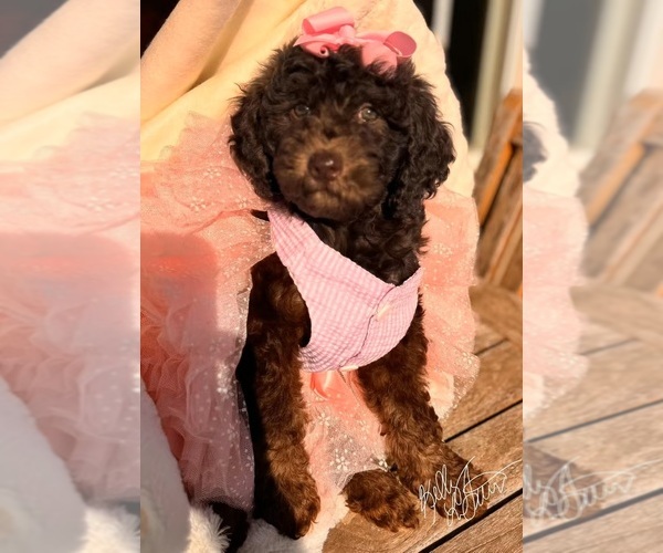 Medium Photo #2 Goldendoodle Breeder Profile in AURORA, IL, USA
