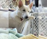 Small Photo #2 German Shepherd Dog Breeder Profile in RUCKERSVILLE, VA, USA