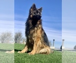 Small Photo #7 German Shepherd Dog Breeder Profile in PINON HILLS, CA, USA