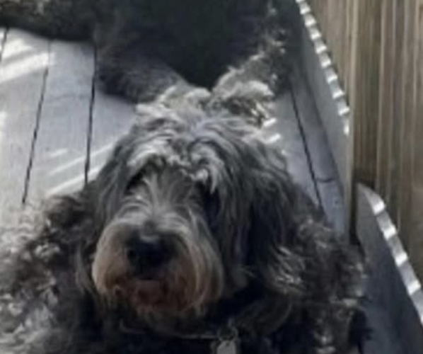 Medium Photo #2 Goldendoodle Breeder Profile in EXETER, RI, USA