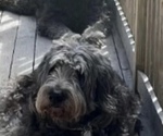 Small Photo #2 Goldendoodle Breeder Profile in EXETER, RI, USA