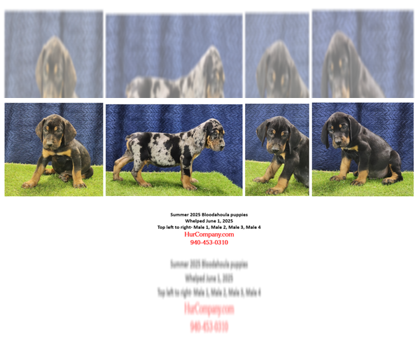 Medium Photo #1 Bloodhound-Catahoula Leopard Dog Mix Breeder Profile in CUMBY, TX, USA