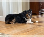 Small Photo #1 Australian Shepherd Breeder Profile in GREER, SC, USA