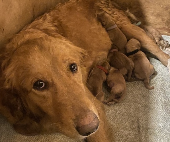 Medium Photo #1 Golden Retriever Breeder Profile in CLEVELAND, TN, USA