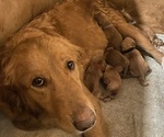 Small Photo #1 Golden Retriever Breeder Profile in CLEVELAND, TN, USA