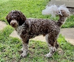 Small Photo #1 Portuguese Water Dog Breeder Profile in BAYTOWN, TX, USA