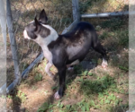Small Photo #2 Boston Terrier Breeder Profile in BEND, OR, USA