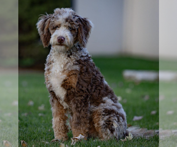 Medium Photo #1 Bernedoodle-Cock-A-Poo Mix Breeder Profile in BUFFALO, NY, USA