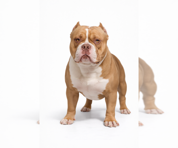 Medium Photo #1 American Bully Breeder Profile in MARIETTA, GA, USA