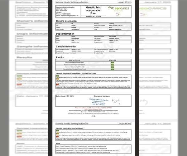 Medium Photo #1 French Bulldog Breeder Profile in NARRAGANSETT, RI, USA