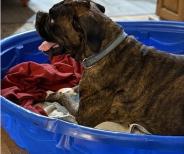 Medium Photo #5 Boxer Breeder Profile in LANSING, MI, USA