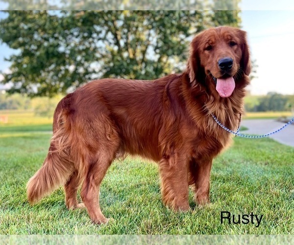 Medium Photo #4 Golden Retriever Breeder Profile in FREDERICKSBG, OH, USA