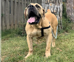 Small Photo #5 Boerboel Breeder Profile in BELLEVUE, NE, USA
