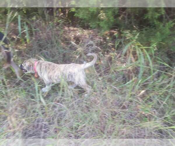 Medium Photo #5 Anatolian Shepherd Breeder Profile in CUMBY, TX, USA