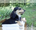Small Photo #3 Dachshund Breeder Profile in MARSHFIELD, MO, USA