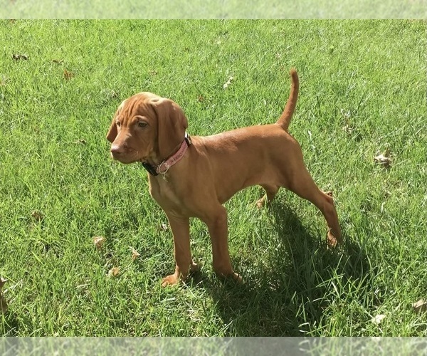Medium Photo #2 Vizsla Breeder Profile in GREENFIELD, IA, USA