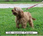 Small Photo #3 Cavapoo Breeder Profile in CLARKRANGE, TN, USA
