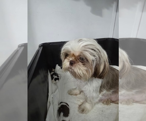 Medium Photo #1 Shih Tzu Breeder Profile in BUFFALO, NY, USA