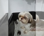 Small Photo #3 Shih Tzu Breeder Profile in BUFFALO, NY, USA