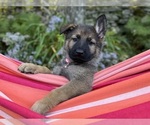 Small Photo #6 German Shepherd Dog Breeder Profile in PERKINSVILLE, VT, USA