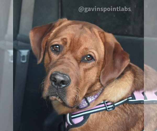 Medium Photo #1 Labrador Retriever Breeder Profile in BLUFF DALE, TX, USA