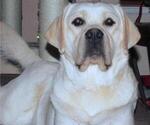 Small Photo #1 Labrador Retriever Breeder Profile in FORT COLLINS, CO, USA